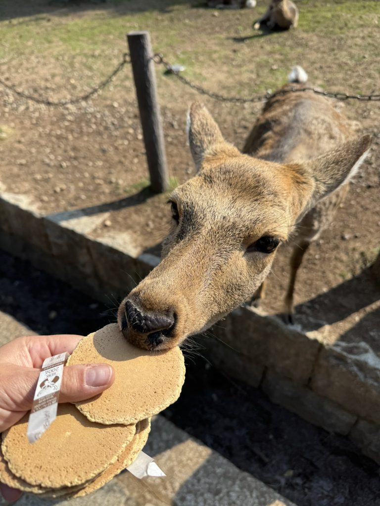 Day 4: Nara and Kyoto – Deer, Shrines, and 7-Eleven Delights