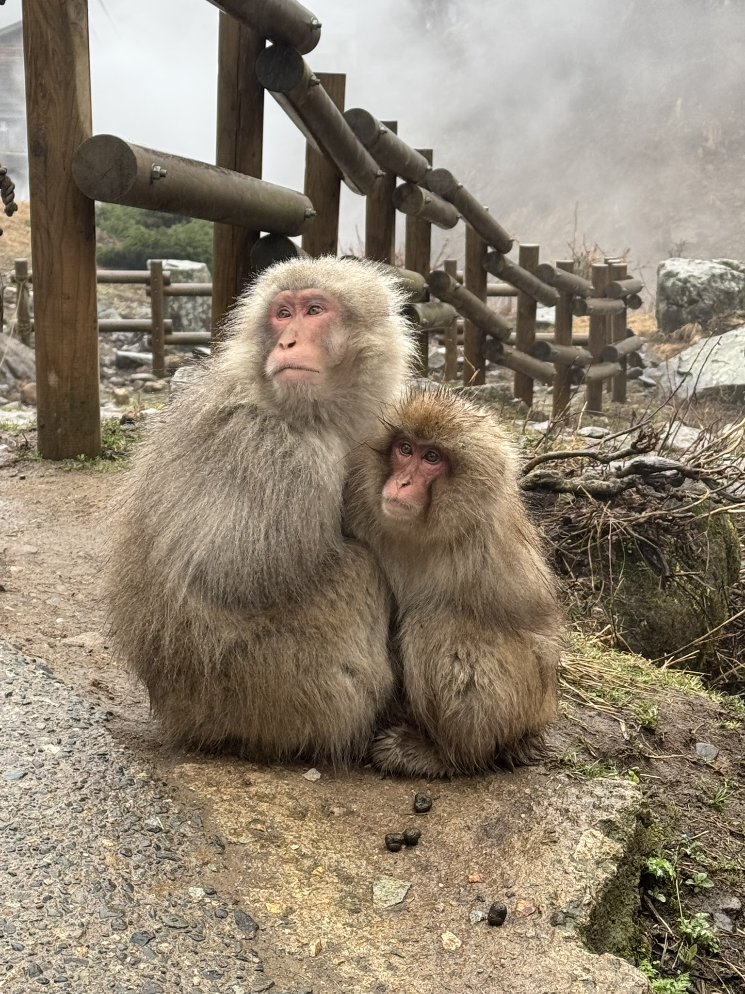 DAY 15-17: SEX-CRAZED MONKEYS, HOT SPRING FACEPLANTS & THE DEATH OF POLITENESS (ft. Shanghai Layover Madness)