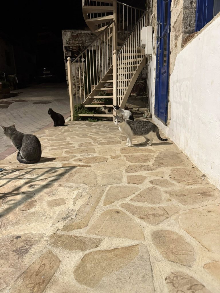 Crete - cats