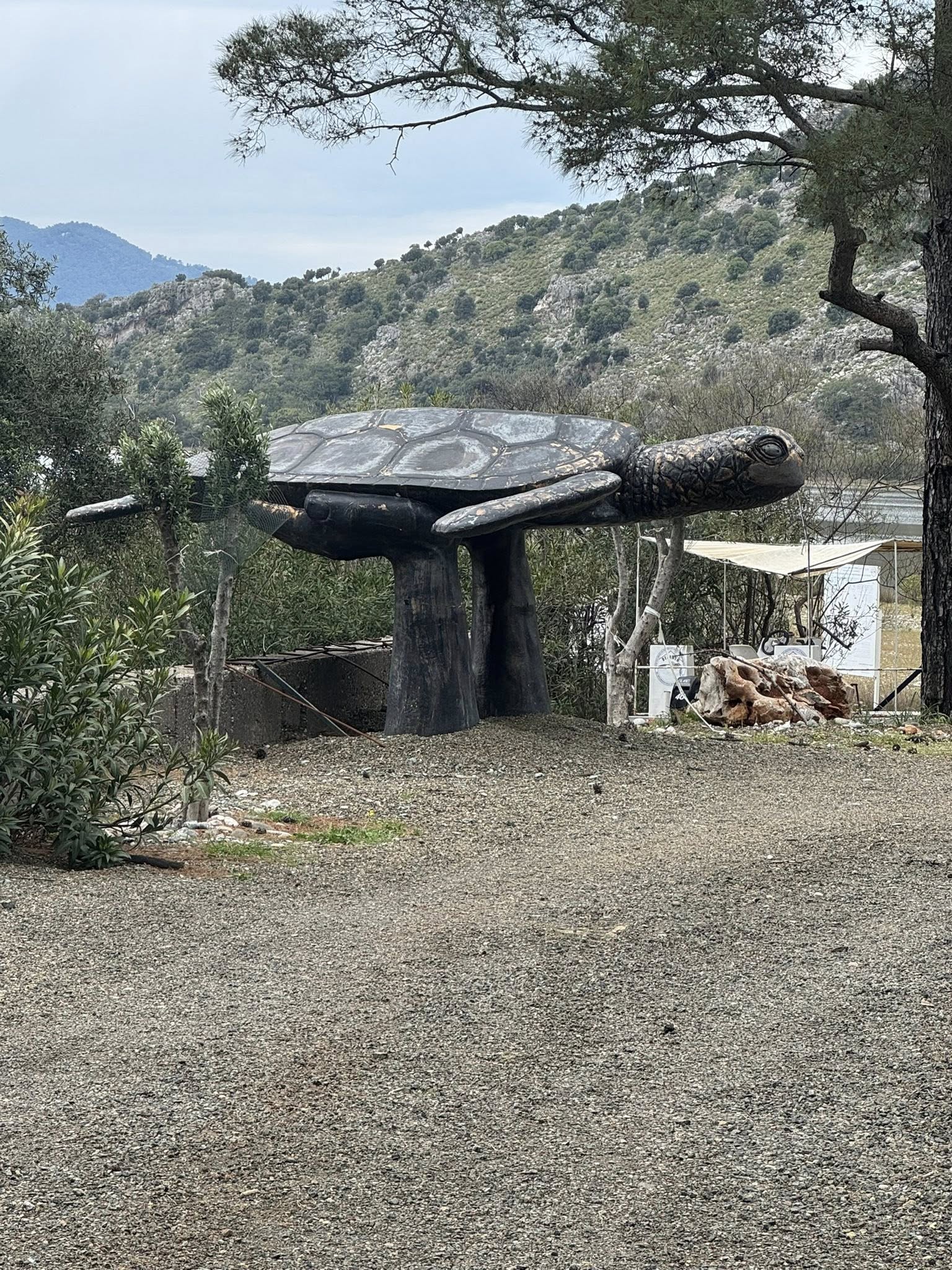 Day 7 in Dalyan: Turtle trauma, marshmallow piña coladas, and whatever was dying next door